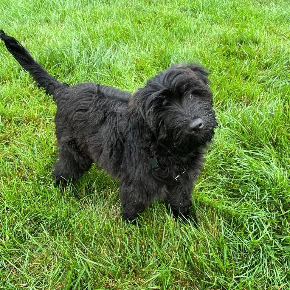 Dexter, the other of Ryan's two dogs, standing in the grass