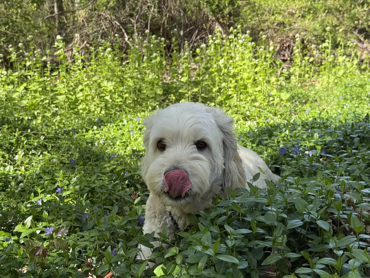 Huxley, one of Ryan's two dogs, lying in a patch of periwinkle